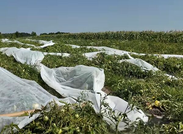 Чернігівський овочівник пристосував обробіток ґрунту до аномальної спеки