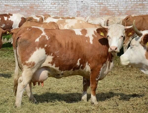 Фермери прогнозують аграрну кризу 2027 року в Україні