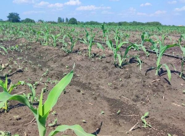 Запорізькі аграрії засівають другі посіви кукурудзи та кабачків