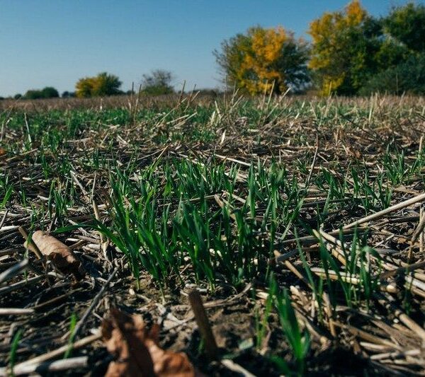 No-till в «ВВІ-Агро» заощаджує пальне та насіння