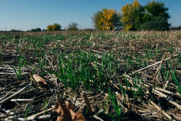 No-till в «ВВІ-Агро» заощаджує пальне та насіння 9
