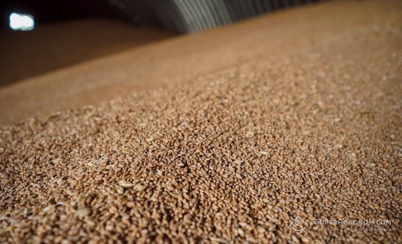 Agricultural producers urge to postpone the introduction of new Ukrzaliznytsia tariffs: transportation may make wheat unprofitable