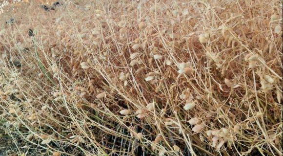 Lentils at Tekom Agro Group На Одещині агрогрупа завершила збір урожаю сочевиці: причини значних відмінностей у врожайності між ділянками — SuperAgronom.com 6