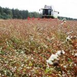 Рентабельність гречки впала до найнижчих показників у 2026 році