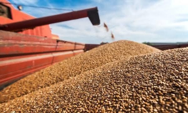 Польща заблокувала українське зерно: експорт агропродукції скоротився на 69%