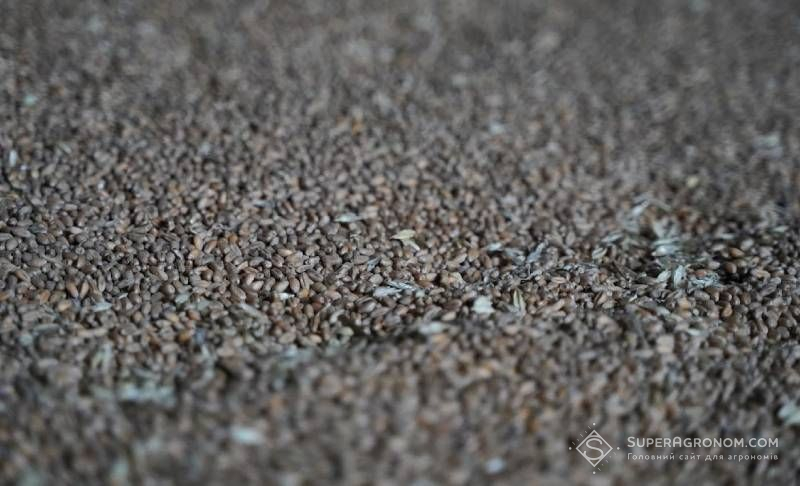 Signifikante Steigerungen der Inlandspreise für Getreide in den kommenden Monaten werden nicht erwartet — Meinung Signifikante Steigerungen der Inlandspreise für Getreide in den kommenden Monaten werden nicht erwartet — Meinung