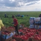 Дефіцит кадрів та цінова нестабільність тиснуть на українських садівників 8