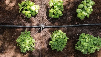 AgroGeneration збільшує площі під озимину на 50% 44 AgroGeneration збільшує площі під озимину на 50% 33