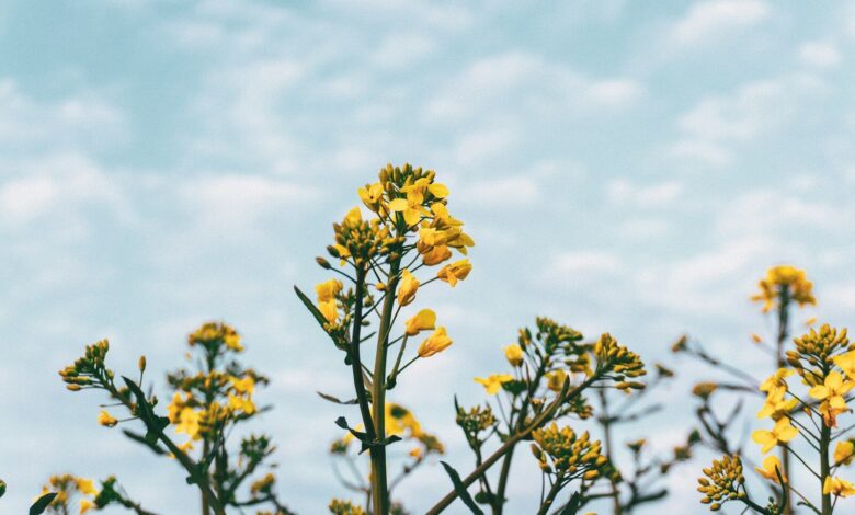 a close up of a flower