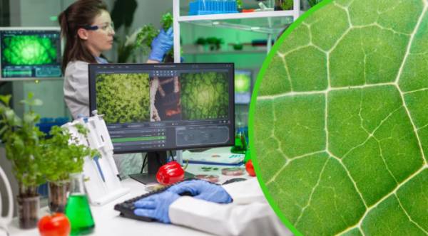 Stomata In-Sight: нова технологія для оптимізації врожайності та водоспоживання 10