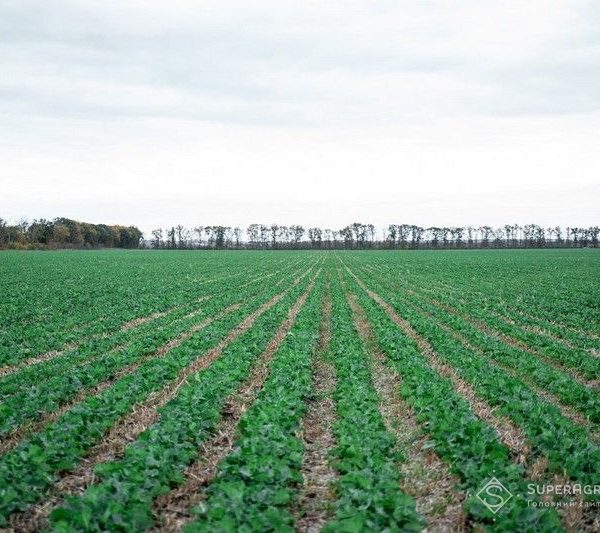 Агрохолдинги обирають ріпак та strip-till через зростання вартості посівної