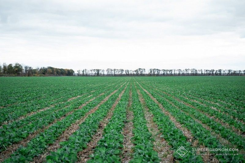 Агрохолдинги обирають ріпак та strip-till через зростання вартості посівної