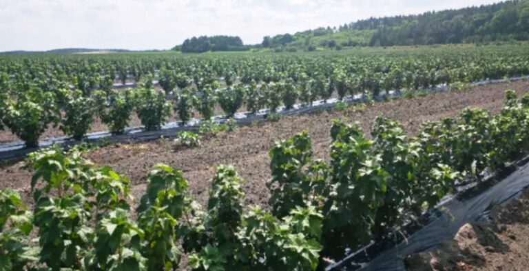 Рівненське органічне підприємство зводить власну залізничну станцію для логістики 9 Рівненське органічне підприємство зводить власну залізничну станцію для логістики 8