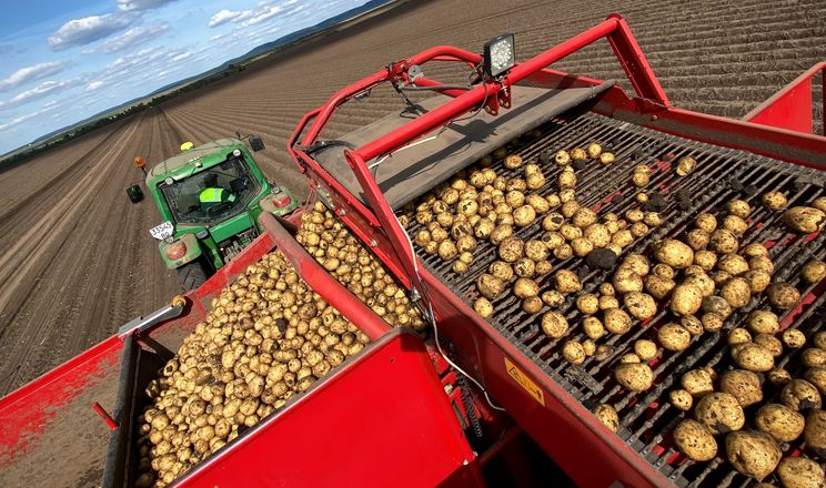 Фермери змушені знову знижувати ціни на картоплю