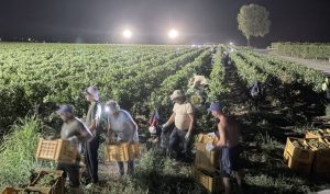 Виноградарі Італії перейшли на нічний збір врожаю