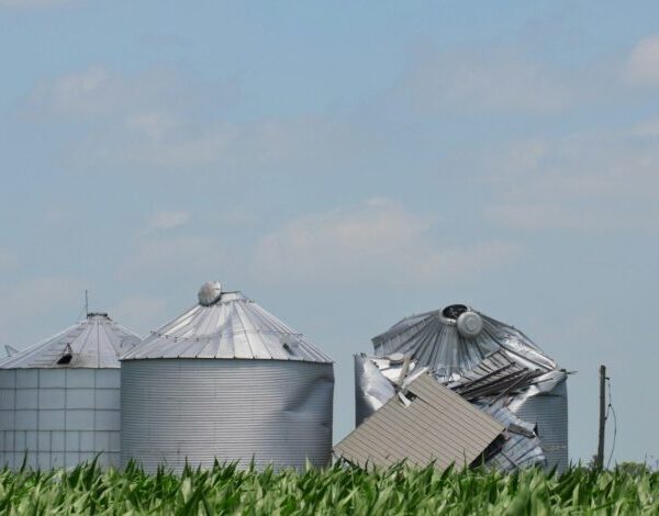 USDA прогнозує зростання урожаю зернових в Україні, але зменшує прогноз експорту
