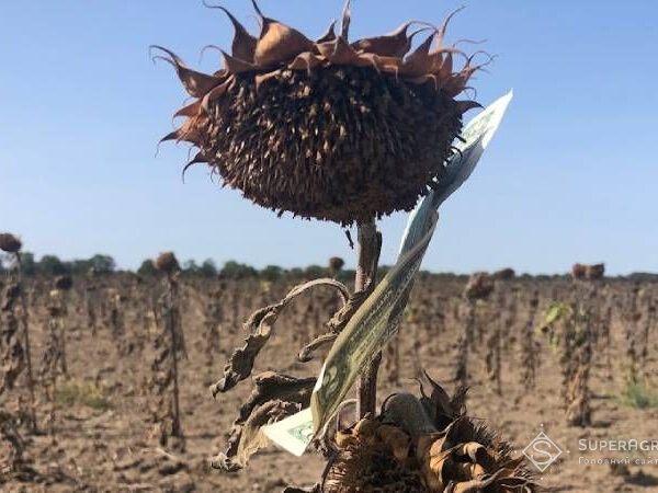 На Миколаївщині розпочали жнива соняшнику з урожайністю до 1,5 тонни з гектара