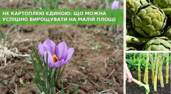Шляхом інновацій овочі та фрукти здобувають нову цінність 16 Шляхом інновацій овочі та фрукти здобувають нову цінність 12