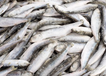 Морожена риба додала в ціні 2,4% за місяць