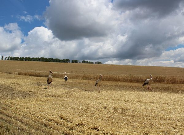 «Ольгопіль» вивів у лідери сорти озимої пшениці