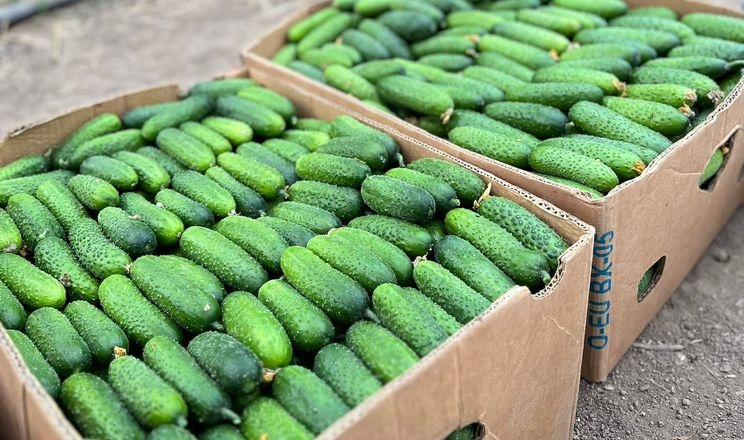 Сезонні овочі подешевшали на 30%