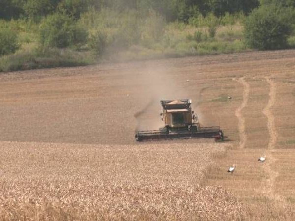 Рівненський аграрій: нинішні ціни на пшеницю призведуть до збитків для багатьох фермерів
