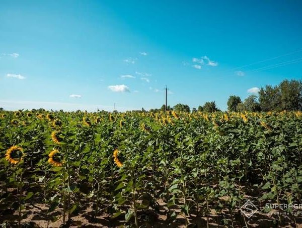 Більш ніж три декади місячної норми опадів випало на півночі Дніпропетровщини, натомість південно-західні території страждають від посухи — SuperAgronom.com