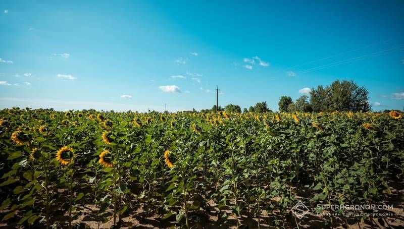 Ґрунтова посуха в деяких районах Дніпропетровщини може знизити врожайність пізніх культур Ґрунтова посуха в деяких районах Дніпропетровщини може знизити врожайність пізніх культур