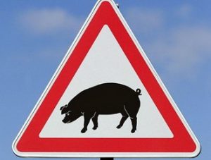 На Миколаївщині зареєстрували спалах африканської чуми свиней