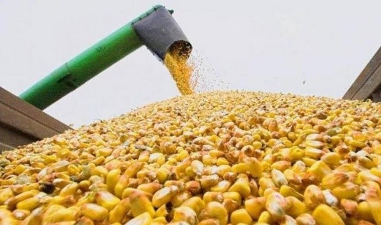 FAS USDA зменшив прогноз експорту української кукурудзи на 39%