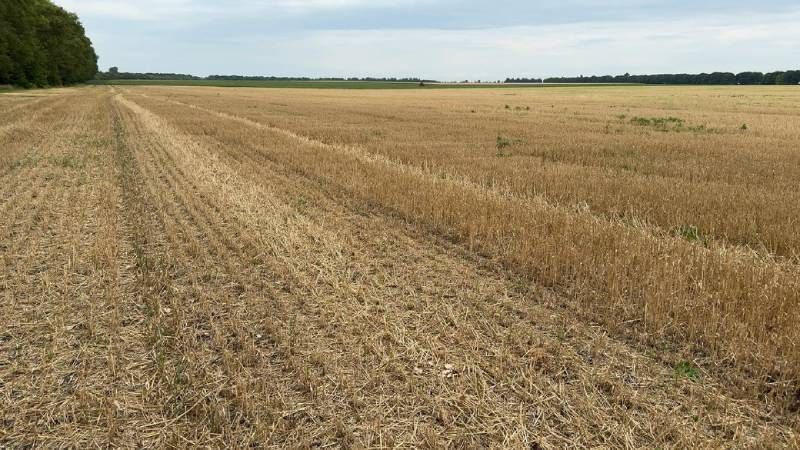 Аграрії Хмельниччини зібрали ранні зернові з урожайністю 7,1 т/га — найвищою по країні