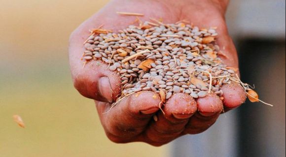 Lentil harvest (Photo: Tekom Agro Group) На Одещині агрогрупа завершила збір урожаю сочевиці: причини значних відмінностей у врожайності між ділянками — SuperAgronom.com 8