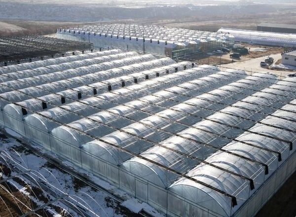 На Хмельниччині запрацював тепличний кластер Podillia Greenhouse Cluster