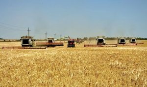 Жнива прискорюються в центральних та західних областях України