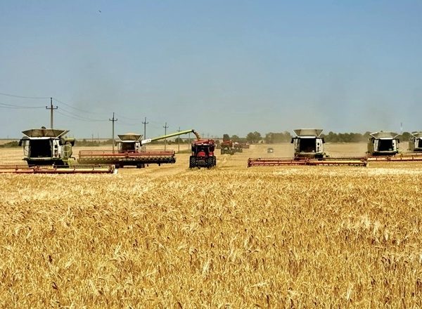 Жнива прискорюються в центральних та західних областях України