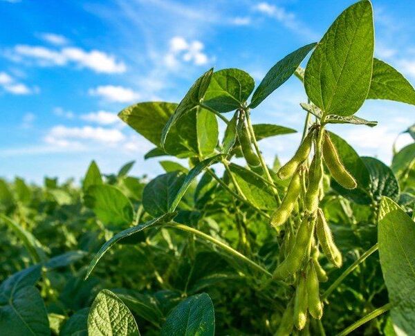 Павутинний кліщ загрожує сої: 80% втрат врожаю