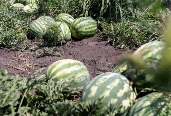 Херсонські кавуни: як подвоїти врожай і знизити ціну