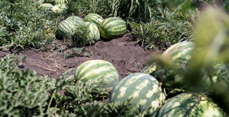 Херсонські кавуни: як подвоїти врожай і знизити ціну 2 2 грн за кілограм: як обстріли й логістика обвалили ціни на херсонський кавун