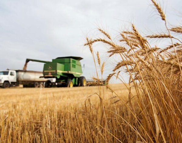 Український агроекспорт зріс на 11% на початку серпня