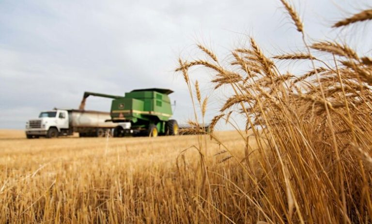Український агроекспорт зріс на 11% на початку серпня 3