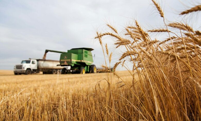 a truck driving down a road next to a wheat field