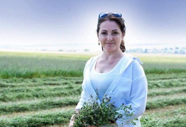 Одещина: зерно відправляється на елеватори в польових умовах