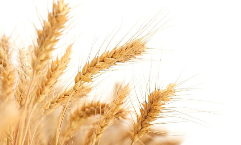wheat ears, wheat field, wheat, wheat field, wheat, wheat, wheat, wheat, wheat
