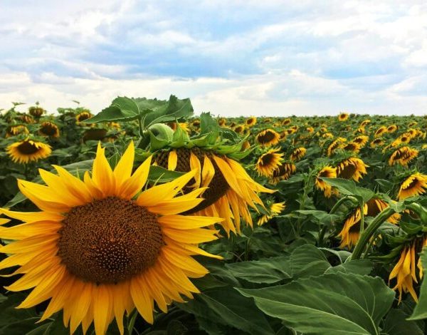 Уряд пом’якшив умови кредитів «5-7-9%» для аграріїв