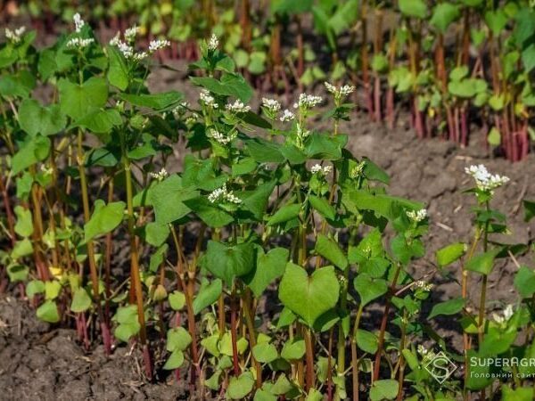 Українські аграрії зменшують площі під гречку, але дефіциту в 2026 році не прогнозують