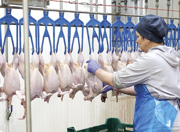 Птахівництво України на шляху до енергонезалежності