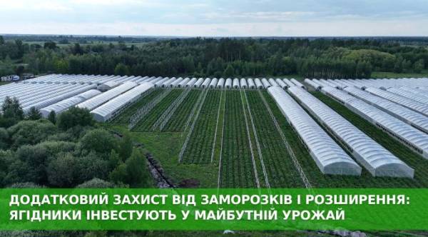 Ягідники нарощують площі під новими плантаціями 3 Ягідники нарощують площі під новими плантаціями 3