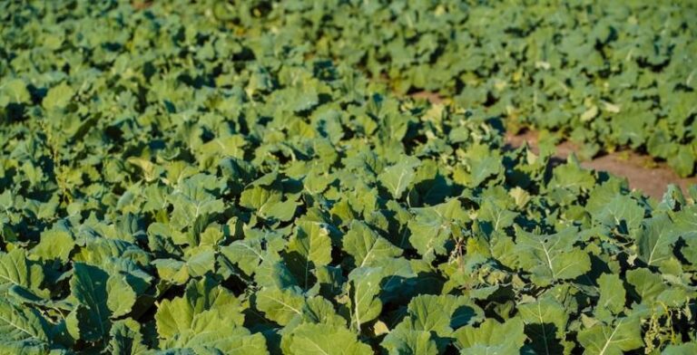 Осінній захист ріпаку: експерт розкрив ключову схему інсектицидного контролю 14 Осінній захист ріпаку: експерт розкрив ключову схему інсектицидного контролю 10