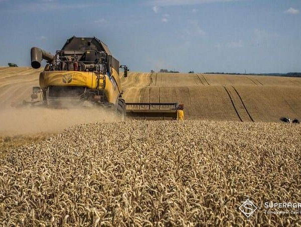 Львівщина: Ріпак та ячмінь вродили краще, пшениця — гірше