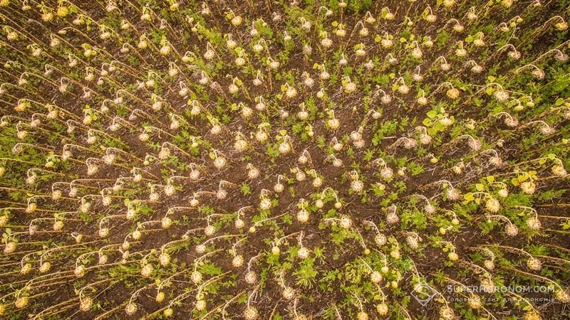 Вологозапас ґрунту на Миколаївщині загрожує пізнім культурам 2 Посіви соняшника